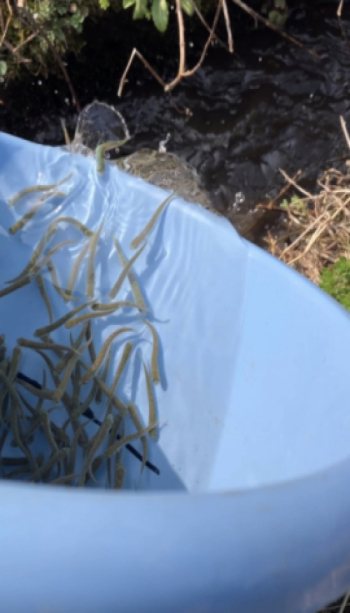 サケの稚魚放流を実施しました。